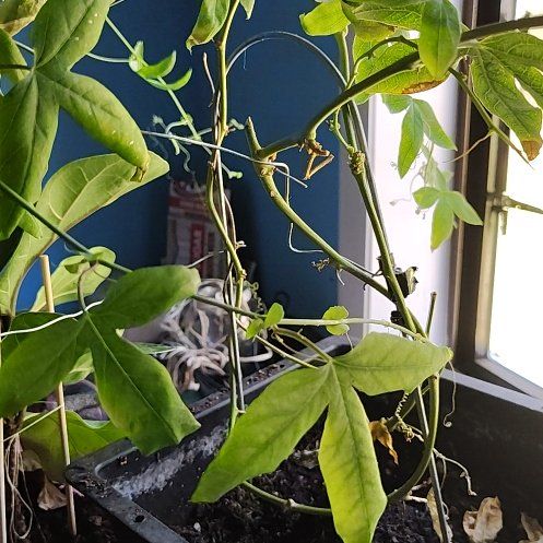Photo of the plant species Golden Chain by @CongenialLime59 named Doja Cat on Greg, the plant care app