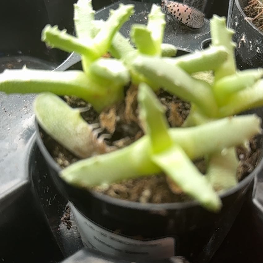 Photo of the plant species Stomatium acutifolium by @CourtlyAlula10 named Peter Parker on Greg, the plant care app