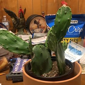Photo of the plant species Prickly Pear by @AtlasRiptus named Meredith on Greg, the plant care app