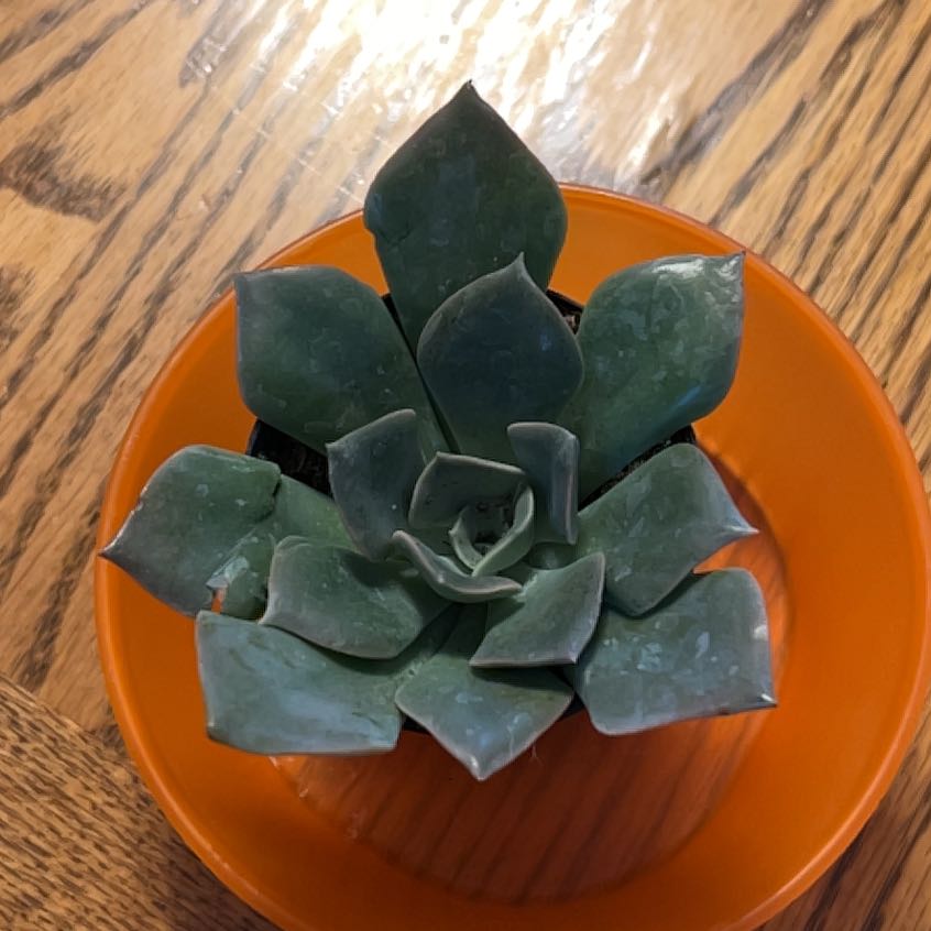 Photo of the plant species Lavender Rose Echeveria by @SunnyBlueech10 named Sage on Greg, the plant care app