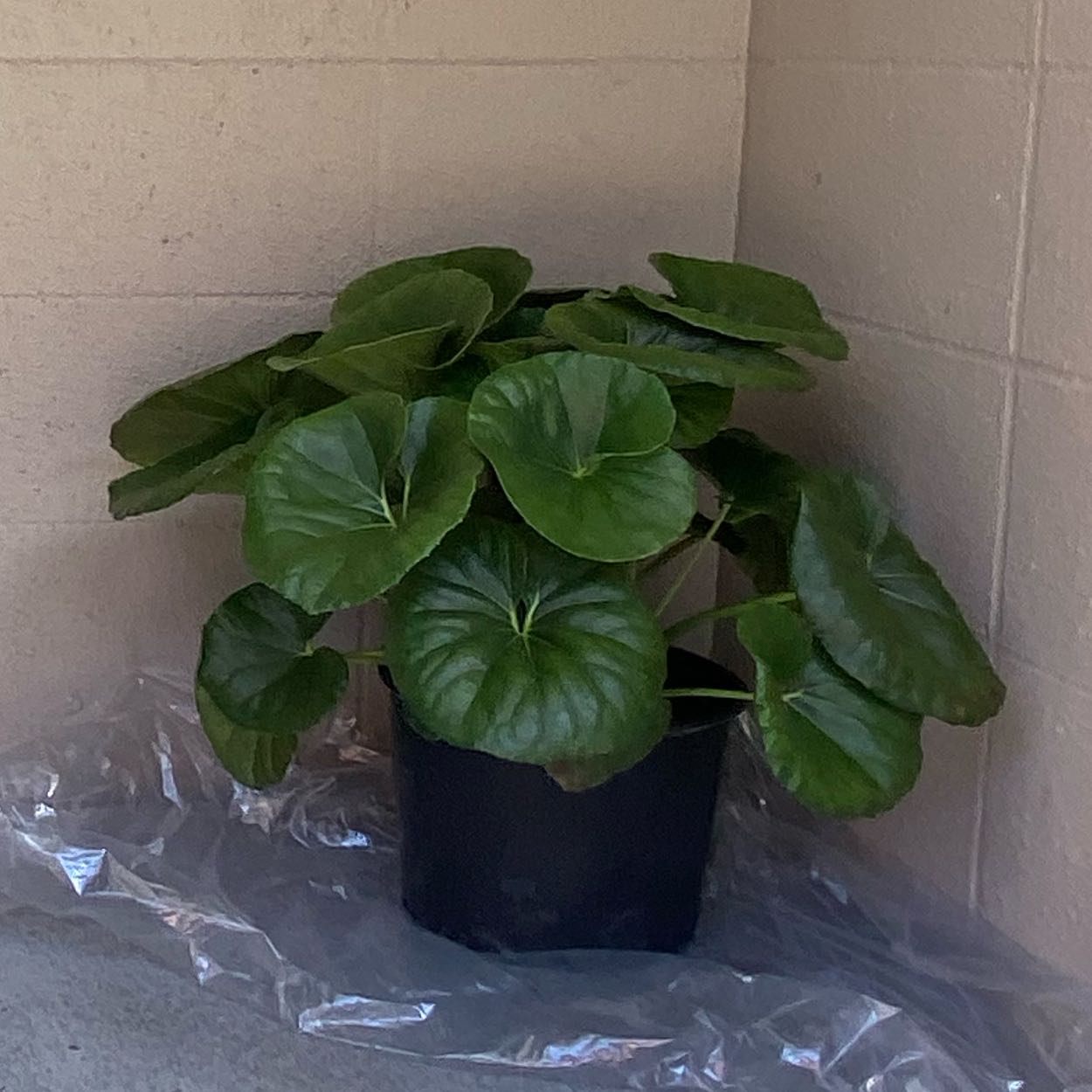 Photo of the plant species Tractor Seat Plant by @TastyNoni3 named Charlie on Greg, the plant care app