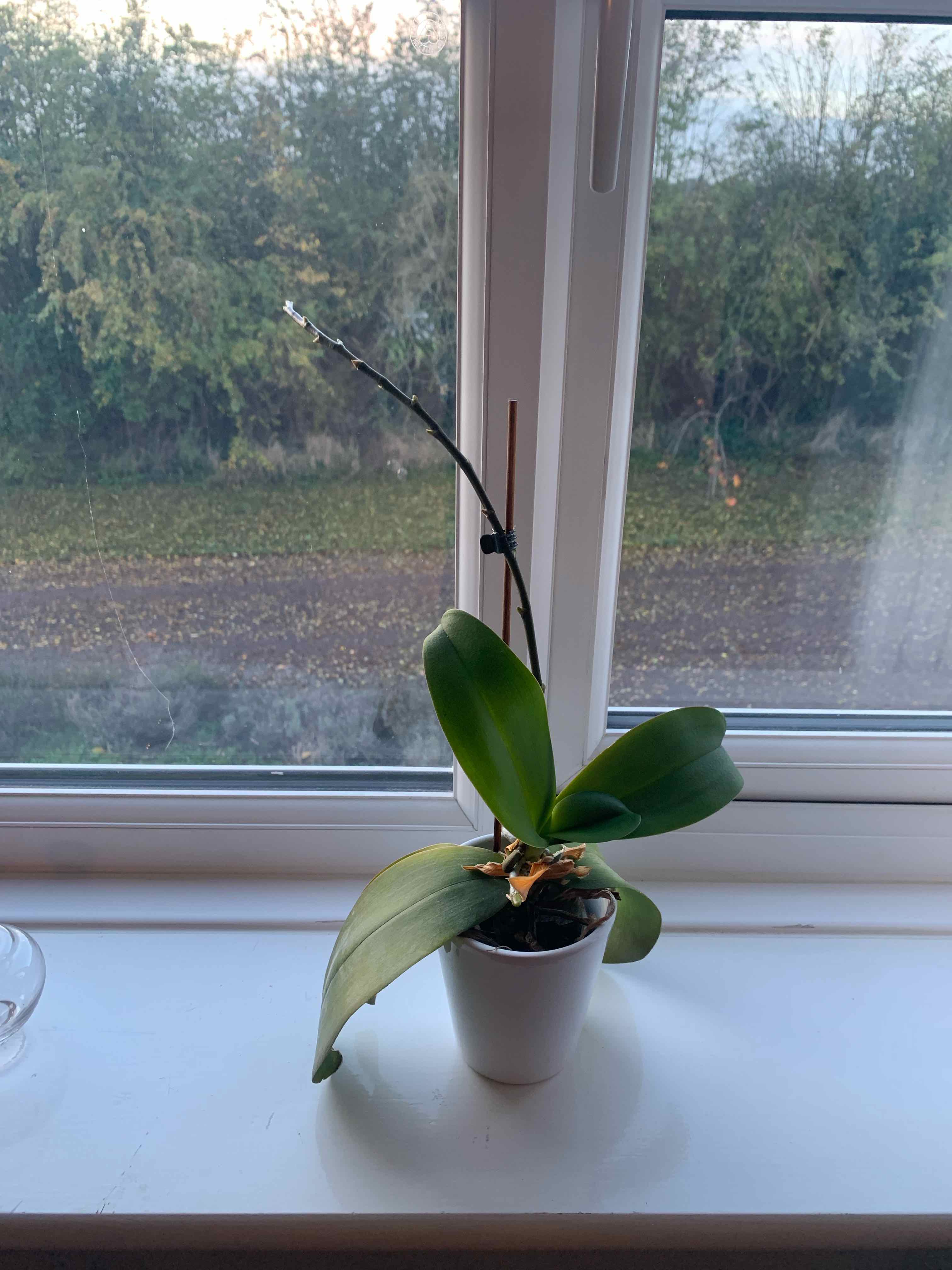 Plant care for Alpine Strawberry 'Alexandra' on Greg, the plant care app