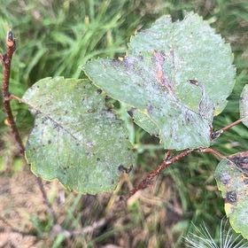 Photo of the plant species Saskatoon by @ProPepino76 named Kesha on Greg, the plant care app