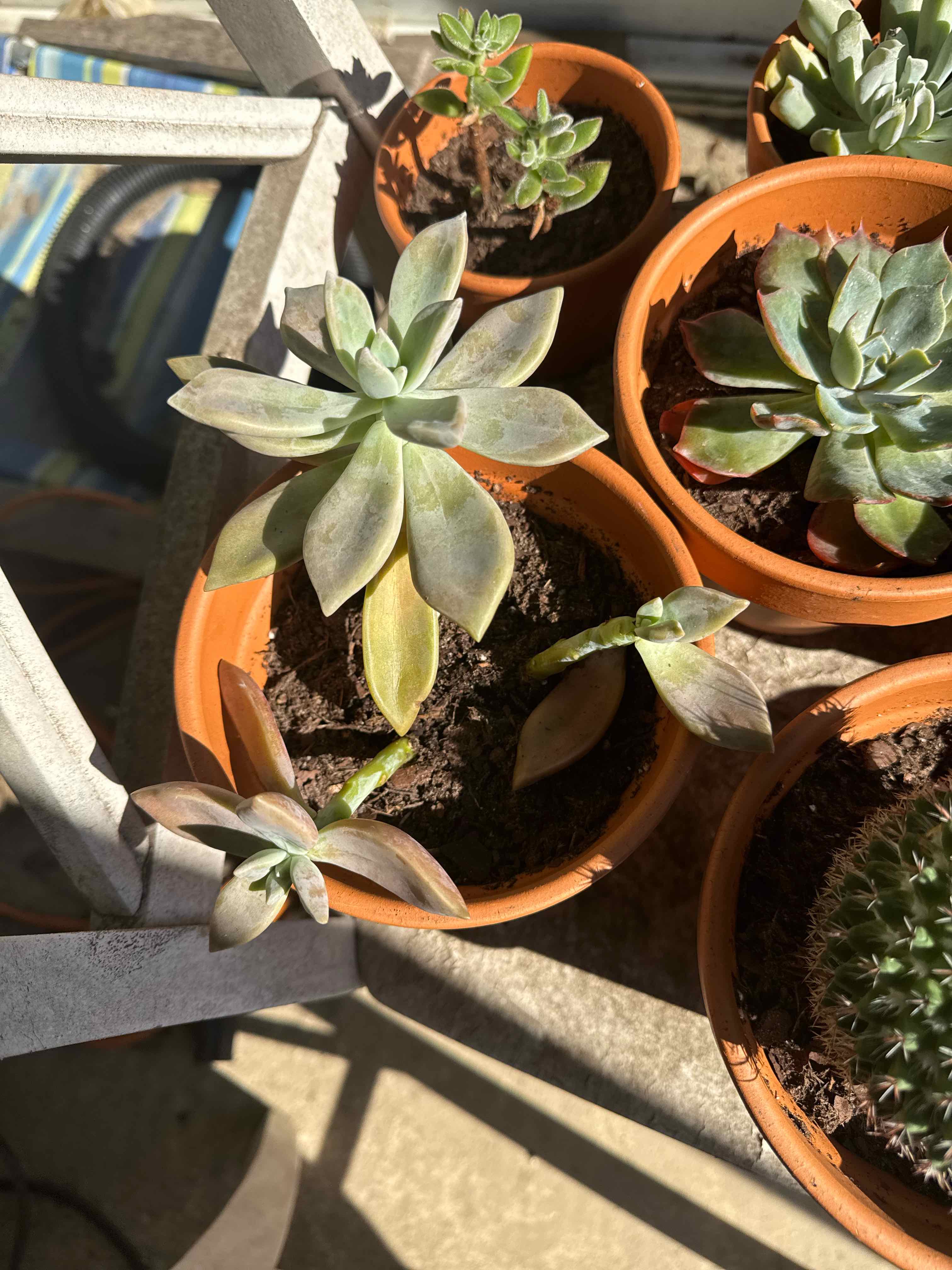 Photo of the plant species Graptopetalum Paraguayense Peach by @BestEspostoa88 named Emerson on Greg, the plant care app