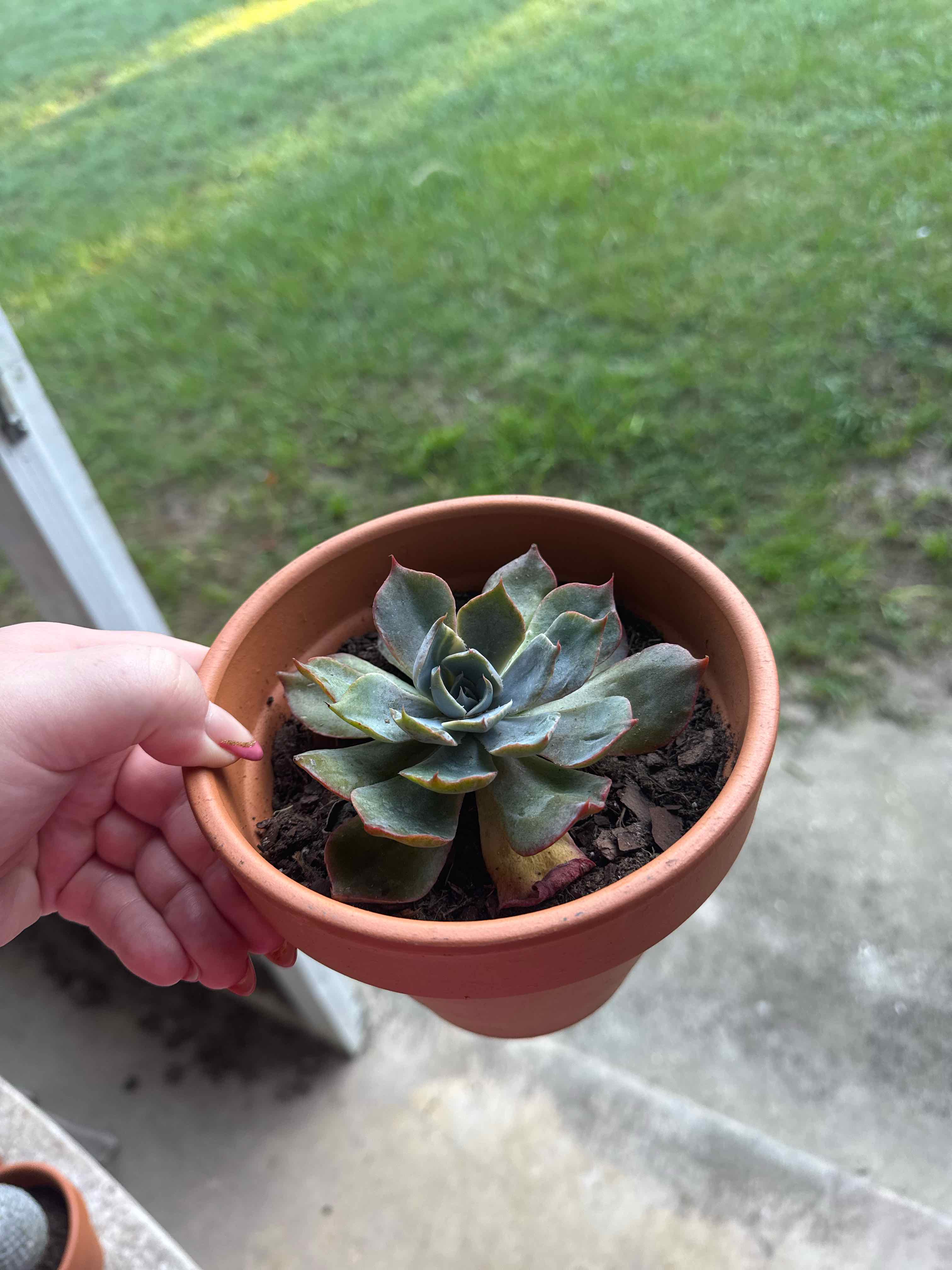 Photo of the plant species Echeveria 'Colorshift' by @BestEspostoa88 named Foxxy on Greg, the plant care app