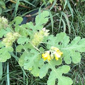 Photo of the plant species Sticky Nightshade by @GemAposeris67 named Remington on Greg, the plant care app