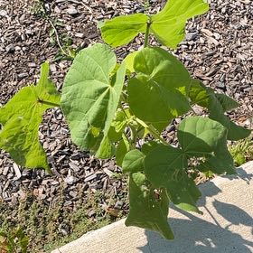 Photo of the plant species Buttonweed by @GemAposeris67 named Figyonce on Greg, the plant care app