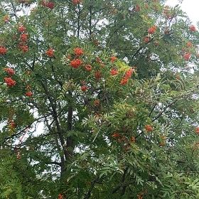 Photo of the plant species European Mountain Ash by @SkilledCowpea12 named Girlfrond on Greg, the plant care app