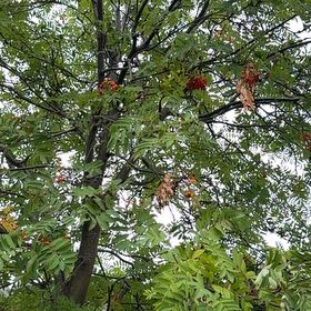 Photo of the plant species European Mountain Ash by @SkilledCowpea12 named Sigmund on Greg, the plant care app