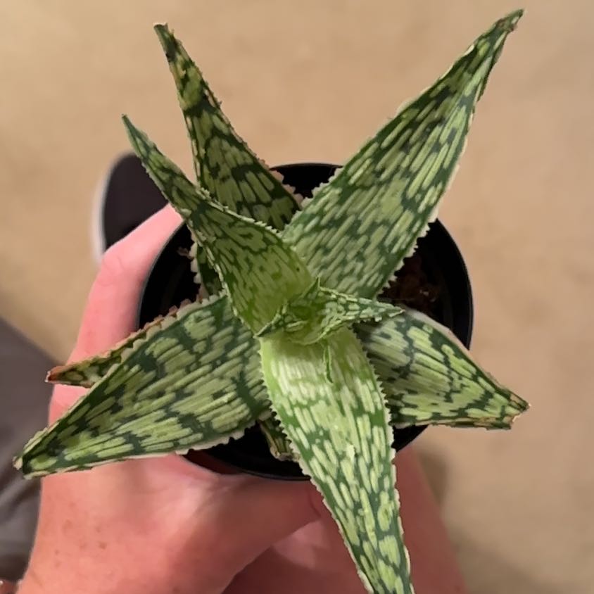 Photo of the plant species Aloe 'Mauna Kea' by @MagicianTimeout named Beckham on Greg, the plant care app