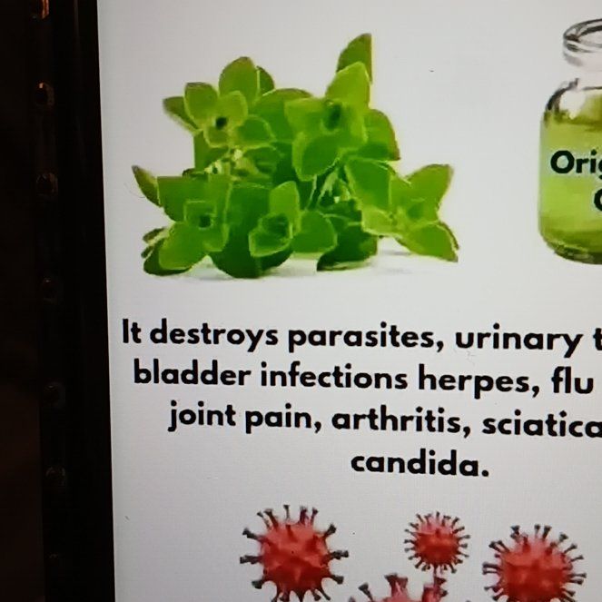 Photo of the plant species Albanian Spurge by @ModestlyHoya66 named Ronaldo on Greg, the plant care app