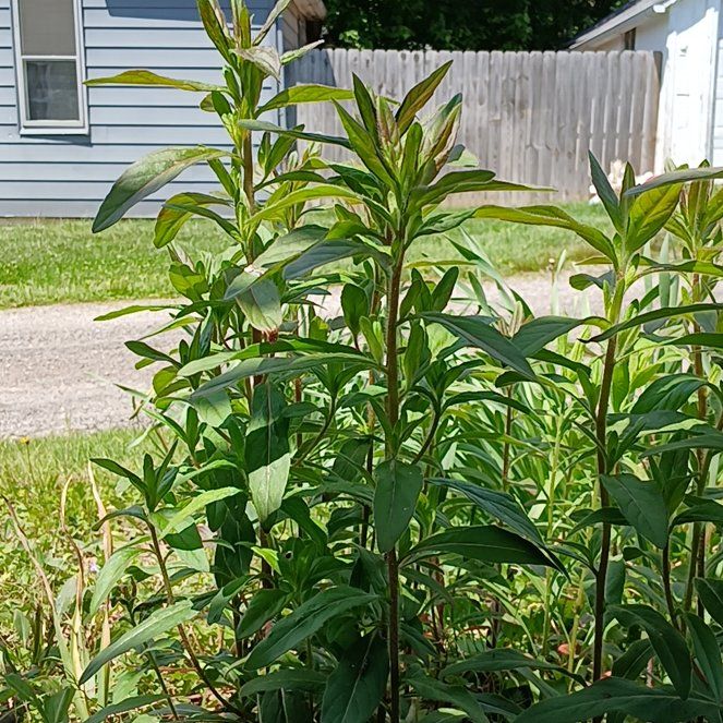 Photo of the plant species Common Evening-Primrose by @ModestlyHoya66 named Xena on Greg, the plant care app