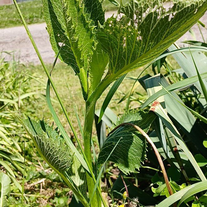 Photo of the plant species Horseradish by @ModestlyHoya66 named Willow on Greg, the plant care app