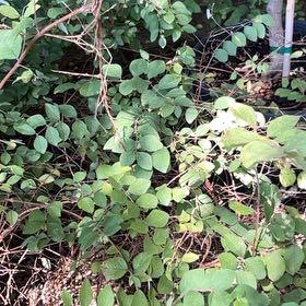 Photo of the plant species Coralberry by @DearGabisan50 named Marilyn on Greg, the plant care app