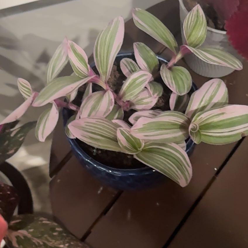 Photo of the plant species Tradescantia Bubblegum by @DeftHornwort73 named Velma on Greg, the plant care app