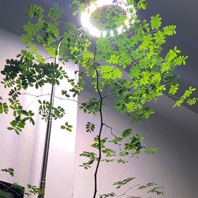 Photo of the plant species Brazilian Rain Tree by @LordBoglaurel68 named LiloStitch on Greg, the plant care app