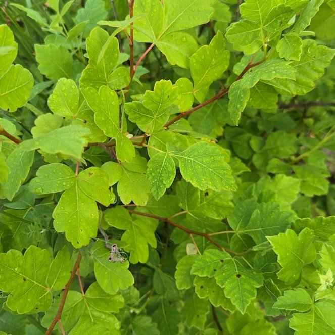 Photo of the plant species Fragrant Sumac by @VigorousComet10 named LiloStitch on Greg, the plant care app