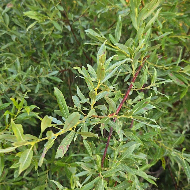 Photo of the plant species Mastic by @VigorousComet10 named Emerson on Greg, the plant care app