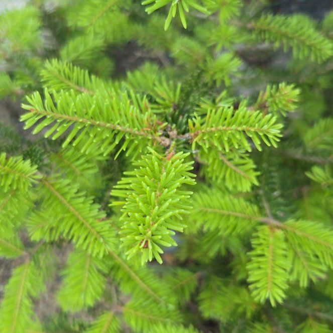 Photo of the plant species Fraser Fir by @VigorousComet10 named Foxxy on Greg, the plant care app