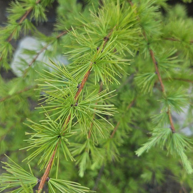 Photo of the plant species European Larch by @VigorousComet10 named Mollie on Greg, the plant care app