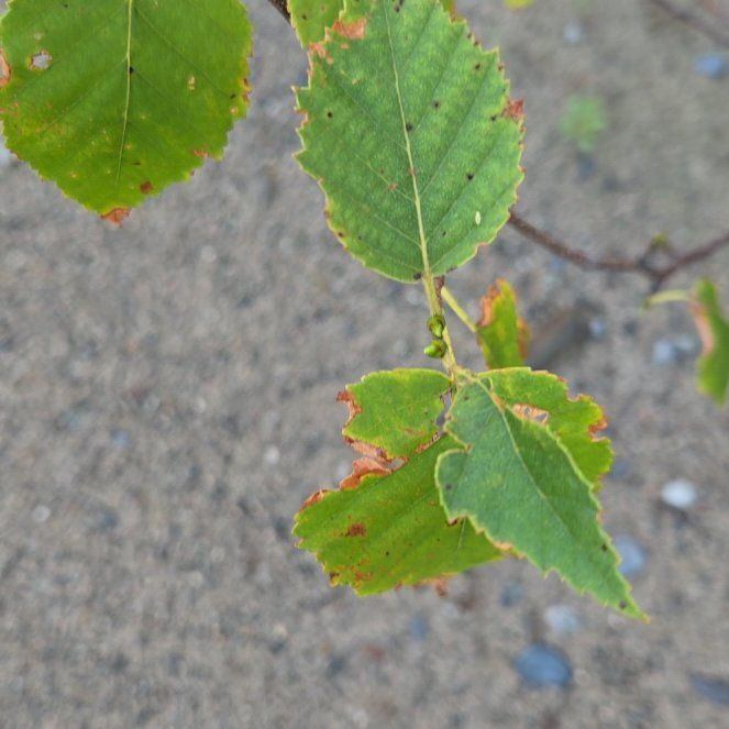 Photo of the plant species Mountain Paper Birch by @VigorousComet10 named Dolores on Greg, the plant care app