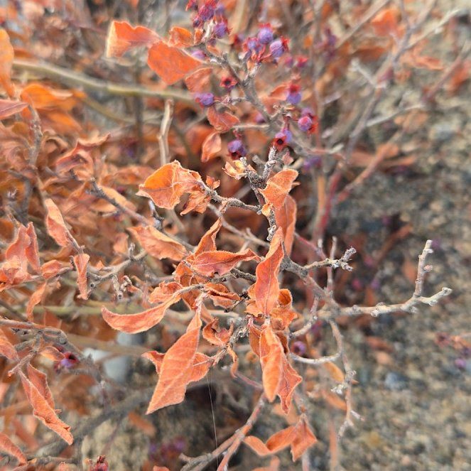 Photo of the plant species Fragrant Sumac by @VigorousComet10 named Figyonce on Greg, the plant care app