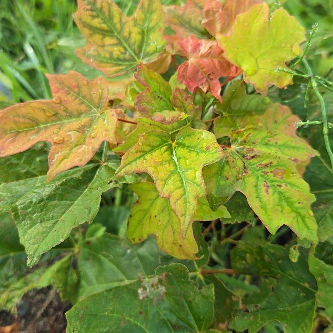 Photo of the plant species Sugar Maple by @VigorousComet10 named Xena on Greg, the plant care app