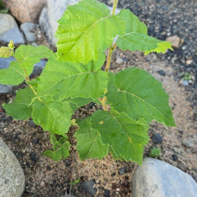 Photo of the plant species Brown Birch by @VigorousComet10 named Messi on Greg, the plant care app