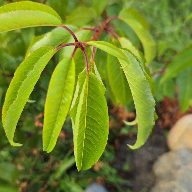 Photo of the plant species Portugal Laurel by @VigorousComet10 named Bella on Greg, the plant care app