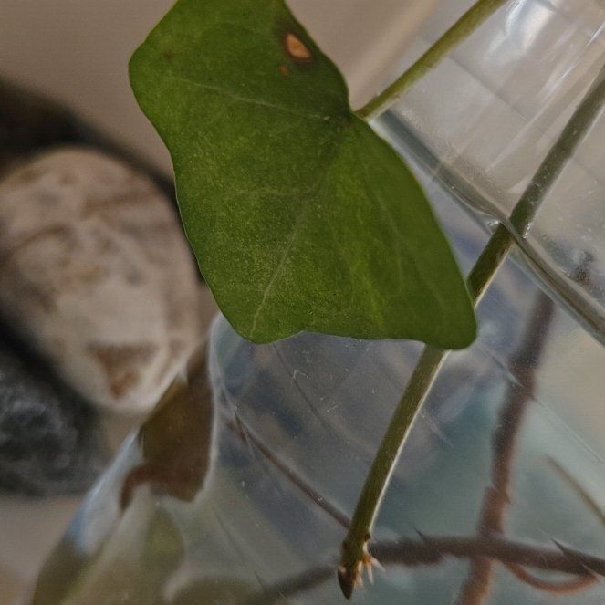 Photo of the plant species Yellow Passionflower by @VigorousComet10 named Sonora on Greg, the plant care app