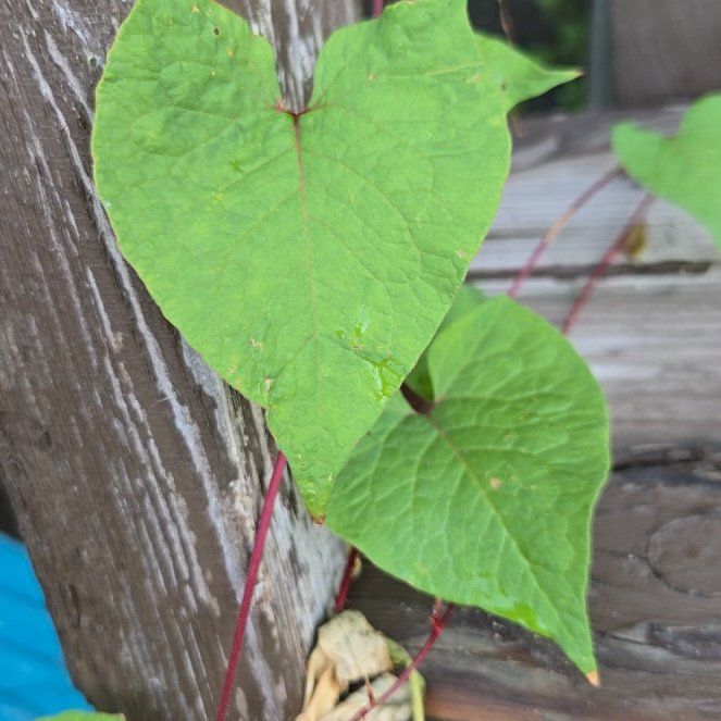 Photo of the plant species Coral Vine by @VigorousComet10 named Daphne on Greg, the plant care app