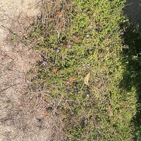 Photo of the plant species Thyme by @SwiftKeylime45 named Ronaldo on Greg, the plant care app
