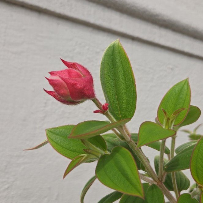 Photo of the plant species Pleroma urvilleanum by @FirstGrandfir30 named Treeyoncé on Greg, the plant care app