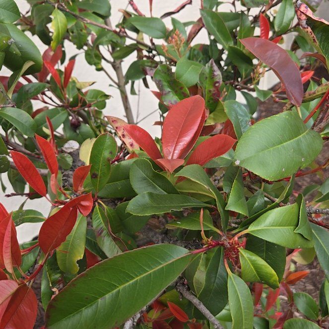 Photo of the plant species Taiwanese Photinia by @FirstGrandfir30 named Kesha on Greg, the plant care app