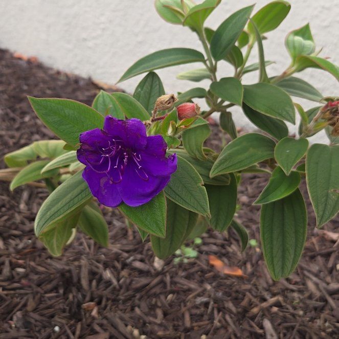 Photo of the plant species Pleroma urvilleanum by @FirstGrandfir30 named Gobi on Greg, the plant care app