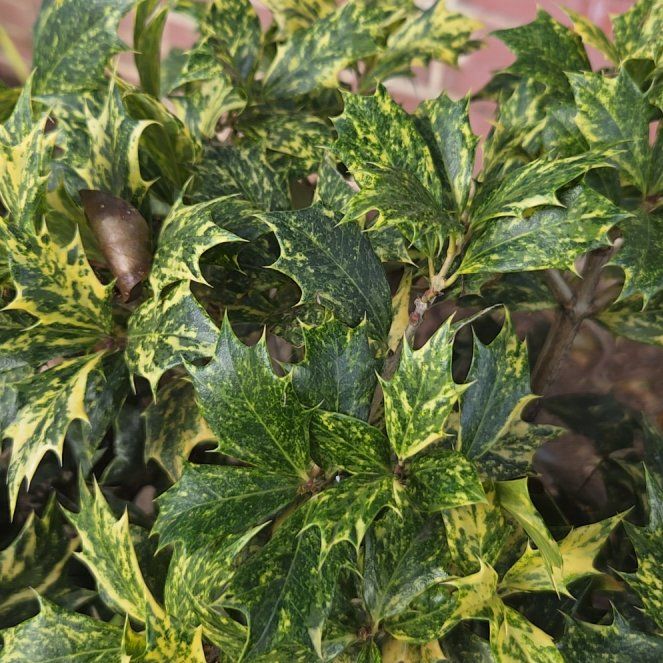 Photo of the plant species Holly Osmanthus by @FirstGrandfir30 named Miley on Greg, the plant care app