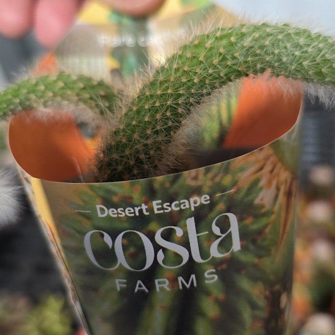 Photo of the plant species Golden Rat Tail Cactus 'Album' by @HolyMoneytree56 named Wall-E on Greg, the plant care app