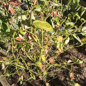Photo of the plant species European Blueberry by @ClearCentella31 named Rosa on Greg, the plant care app