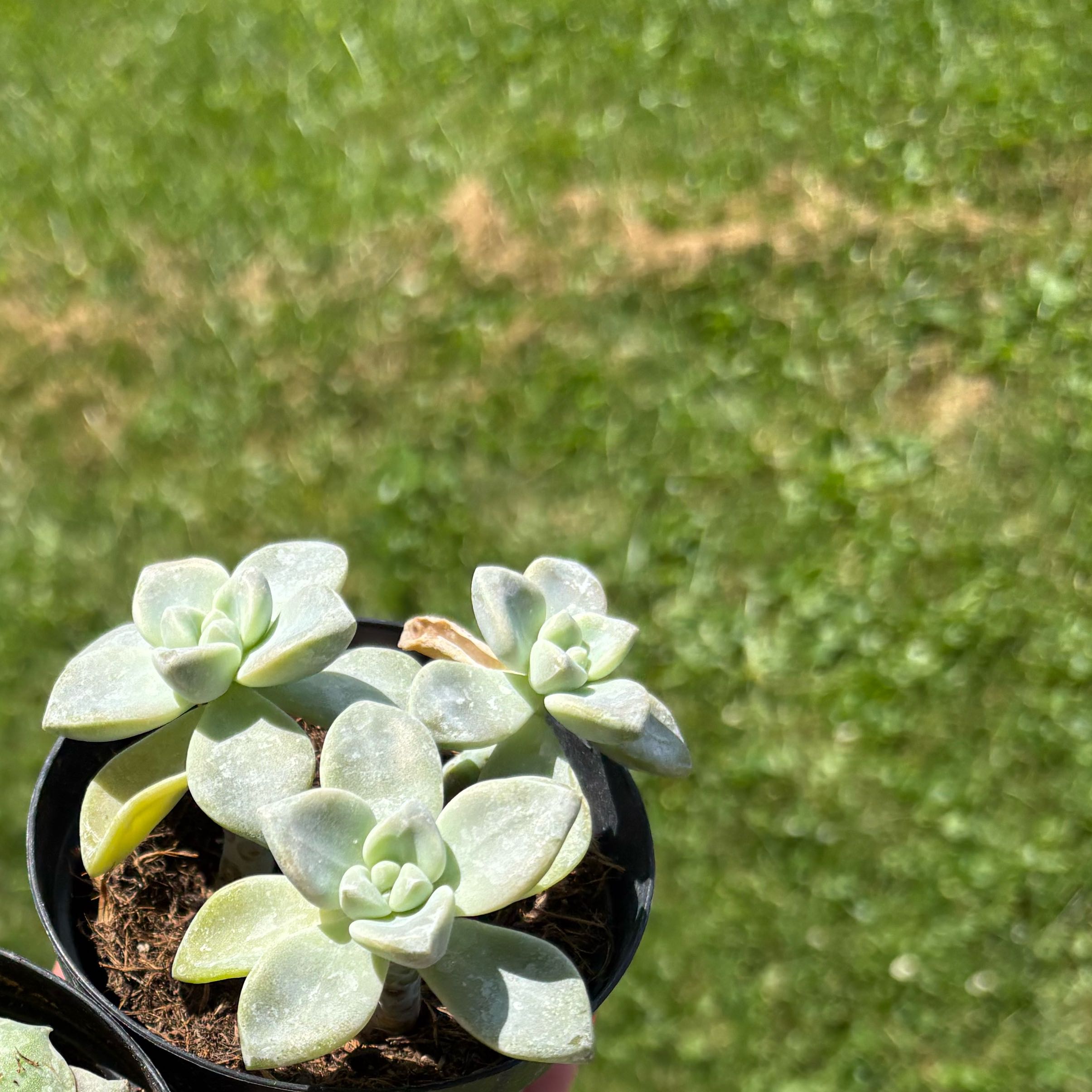Photo of the plant species Graptosedum Ghosty by @HeritorSalal59 named Scottie on Greg, the plant care app