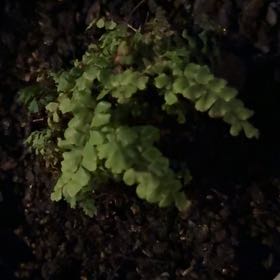 Photo of the plant species Green Spleenwort by @GiftedRedwood0 named Willow on Greg, the plant care app
