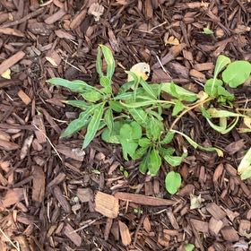 Photo of the plant species Fremont's Evening Primrose by @PrettyKatsura40 named Pax on Greg, the plant care app