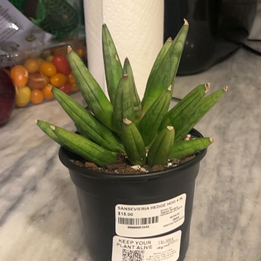 Photo of the plant species Starfish Snake Plant by @JazzyFantasy60 named Madonna on Greg, the plant care app