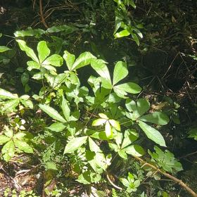 Photo of the plant species Black Olive Tree by @JazzyFantasy60 named Clooney on Greg, the plant care app