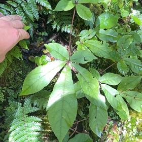 Photo of the plant species Broad-Leaved Starflower by @JazzyFantasy60 named Homer on Greg, the plant care app