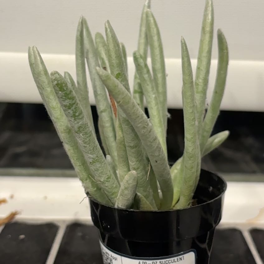Photo of the plant species Fingertips by @SuccinctBogbean named Pax on Greg, the plant care app