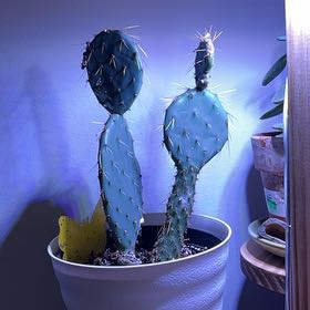 Photo of the plant species Coastal Pricklypear by @FunTauhinu32 named Willow on Greg, the plant care app
