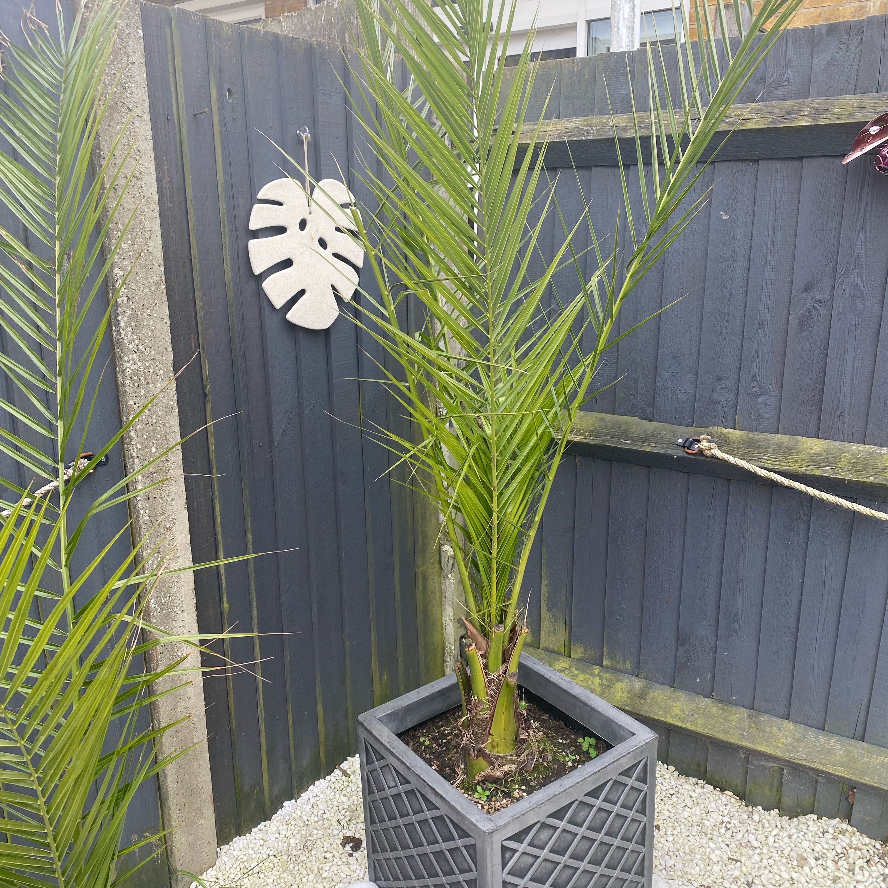 Photo of the plant species Canary Island Date Palm by @PerkyDesertrose named Planty on Greg, the plant care app