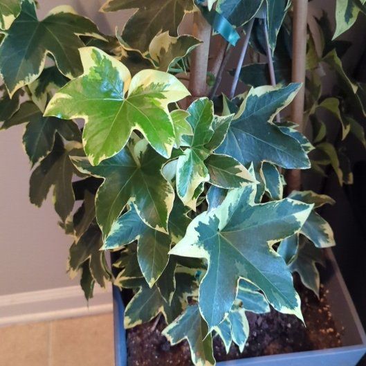 Photo of the plant species Fatshedera hybrid by @MagicalFuscia5 named Doja Cat on Greg, the plant care app