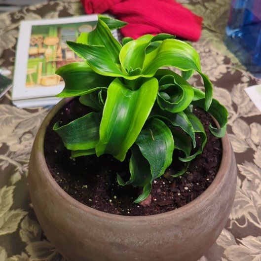 Photo of the plant species Twister by @MagicalFuscia5 named Shakira on Greg, the plant care app