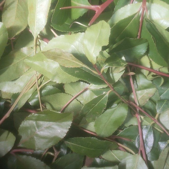 Photo of the plant species Portugal Laurel by @ElderAlula52 named Dolores on Greg, the plant care app